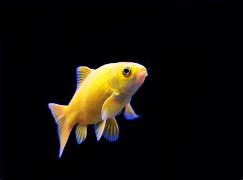 Goldfish Vibrant Yellow Hibuna Cool Fish Cool Fish Tanks Common