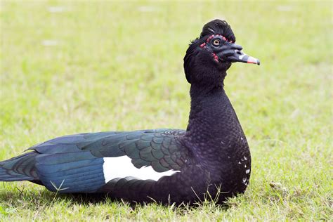 Species Of Ducks In Florida Id Calls Season Guide Bird Advisors