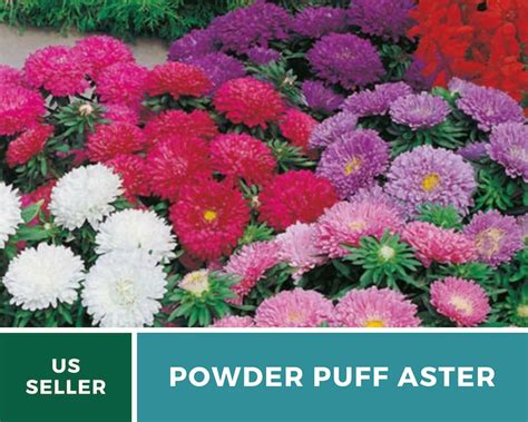 Aster Powder Puff Chinese Heirloom Seeds Nongmo Etsy
