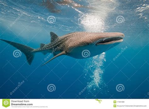 Whale Shark Underwater Stock Image Image Of Body Animal