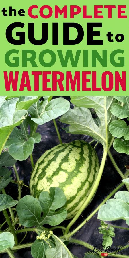 How To Grow Watermelon In Your Garden From Seed To Harvest How To