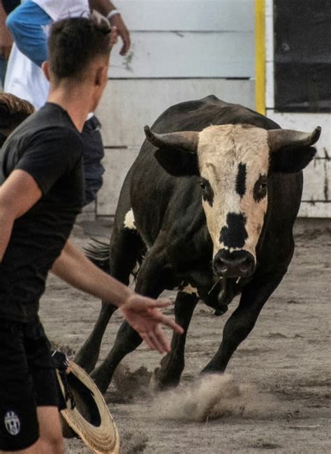 toros a la tica or the reverse bullfighting of costa rica