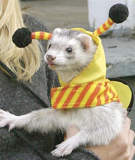 Halloween Ferret Costume Hats Ferret Lovers