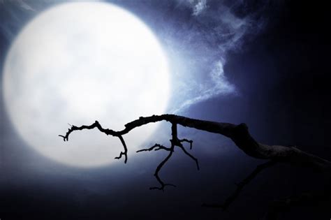 Premium Photo Scary Night Scene With Branch Full Moon