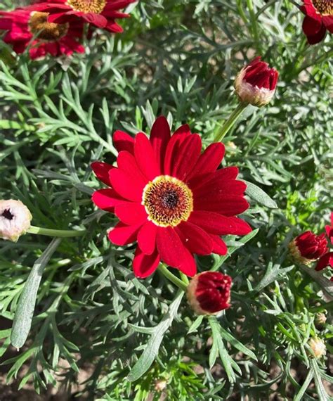 Premium Photo Closeup Of A Red Marguerite Daisy Argyranthemum Flower