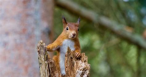 Great Scottish Squirrel Survey 2023 Scottish Land And Estates