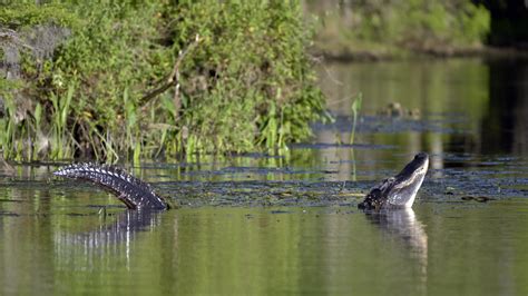 Alligator Habitat Exploring Their Natural Environment Reptile Behavior