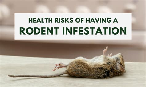 Health Risks Of Rodent Infestations Lost Virtual Tour