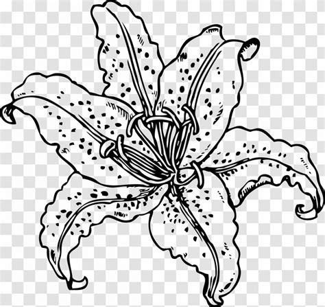Easter Lily Tiger Lilium Bulbiferum Clip Art Butterfly Water Lilies