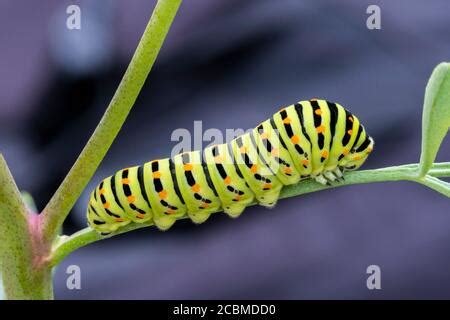 Caterpillar Of Common Yellow Swallowtail Old World Swallowtail