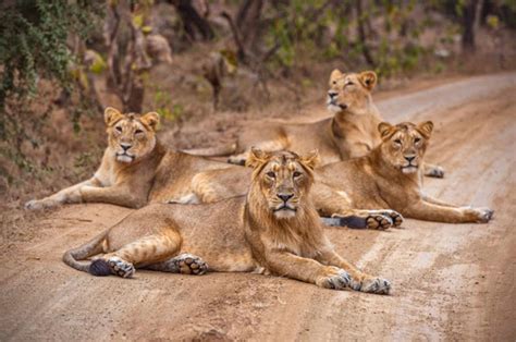 Sasan Gir National Park Things To Know Before You Visit Gir National