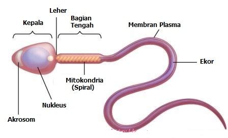 Gametogenesis Pada Hewan Dan Manusia Biologiqu