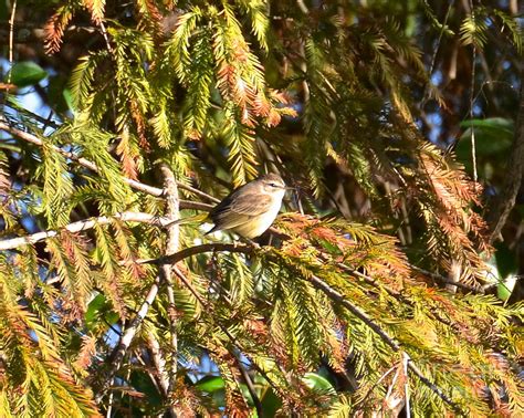 A Bird In A Bush Photograph By Carol Bradley Fine Art America