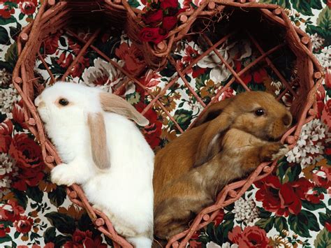 Animal Valentine Wallpapers Wallpapers Most Popular Animal Valentine