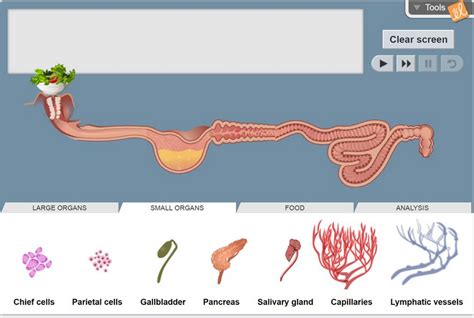 Describe how you changed your system. Gizmo of the Week: Digestive System | ExploreLearning News