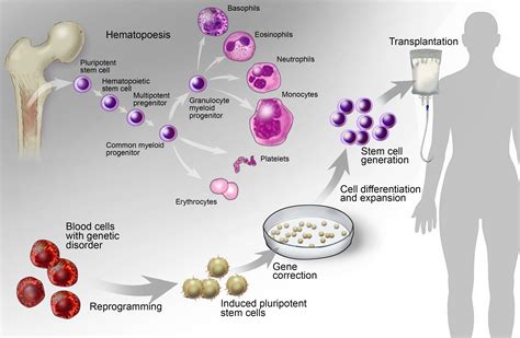 Different Types Of Stem Cells Used In Biomedical Research Mike Colon
