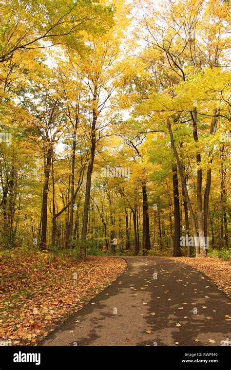 A Paved Path Through A Forest Preserve With Fall Foliage At Petrifying