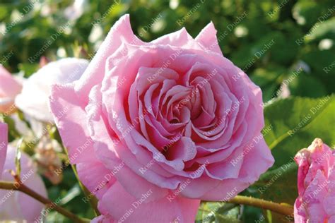 Roses Ducher Climbing Rose Aloha