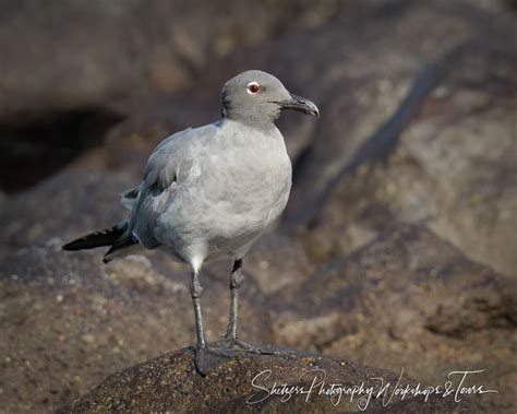 Lava Gull In Galapagos Islands Shetzers Photography