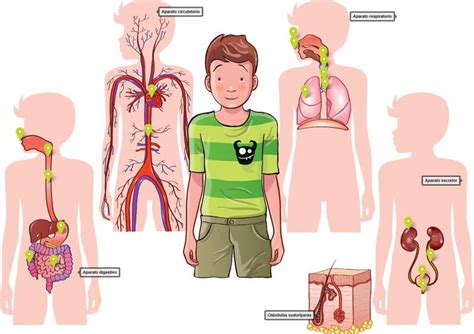 Aparatos Y Sistemas Del Cuerpo Humano Mapas Mentales Articulacion Images