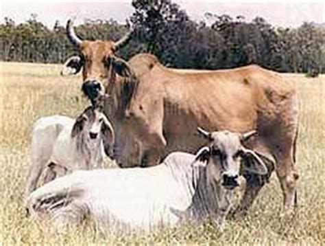 Acceptable colors are light gray or red to almost black. Cattle breeds: Brahman