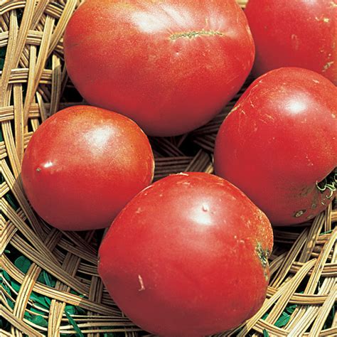 Anna Russian Tomato Seed Heirloom Tomato Seeds Totally Tomatoes