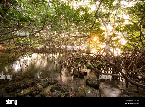 Interior Of A Red Mangrove Habitat Florida Keys National Marine