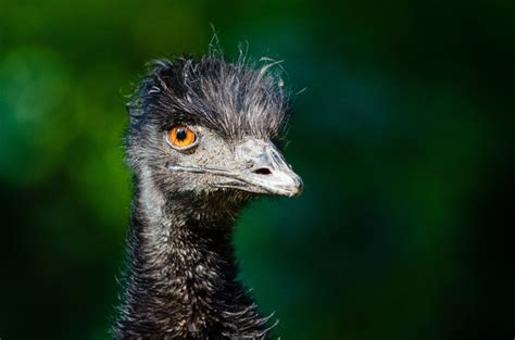 Free Images Male Wildlife Beak Ostrich Fauna Savannah Feathers