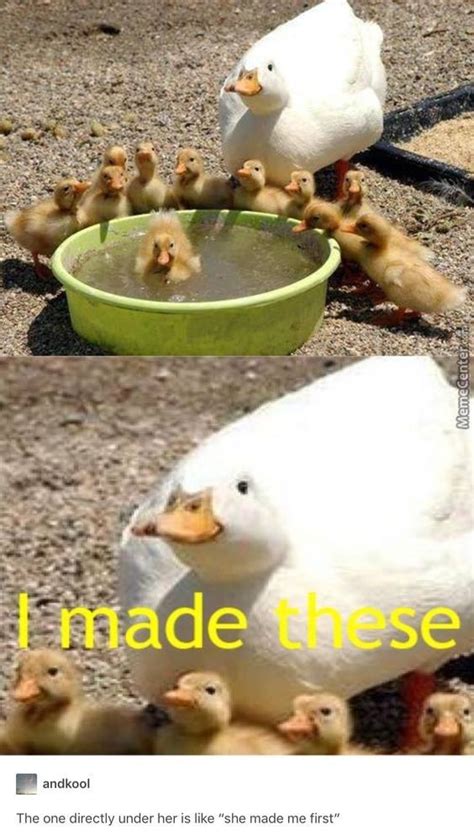 35 Duck Memes That Will Make You Quack All Day Cute