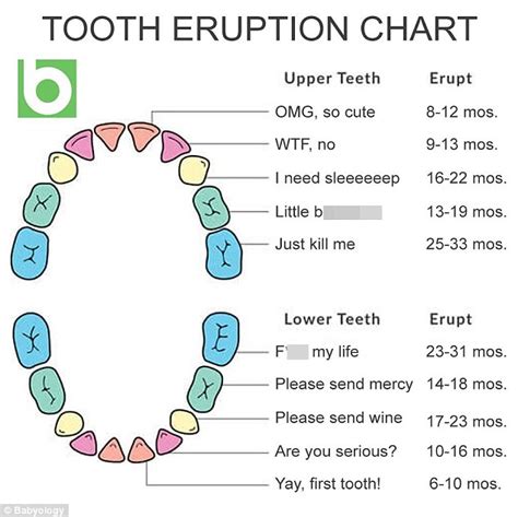 Parents Share A Babyologys Baby Teething Chart Daily