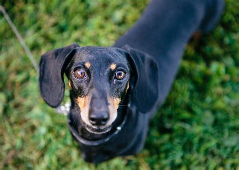 The Cutest Wiener Dog In The World Wiener Dog Dogs Cute Puppies