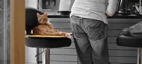 To determine why your cat is vomiting, think about changes to your cat's diet, thirst, and behavior. What to do if my cat eats too fast? | FavCats.com
