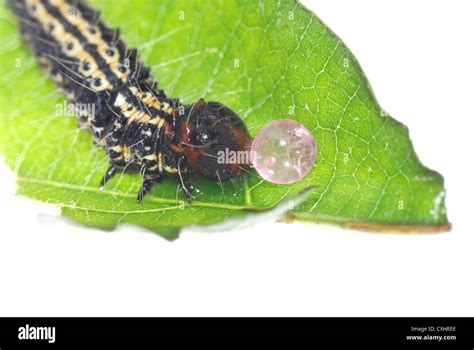 Black Hairy Caterpillar Stockfotos Und Bilder Kaufen Alamy