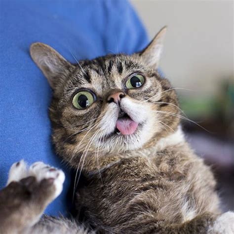 lil bub the internet s cutest viral cat has died at age 8