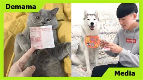 Cats And Dogs Reaction To Money Cute And Funny Animals