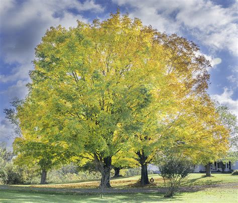 Yellow Maple Tree Photograph By Griffeys Sunshine Photography Fine Art America