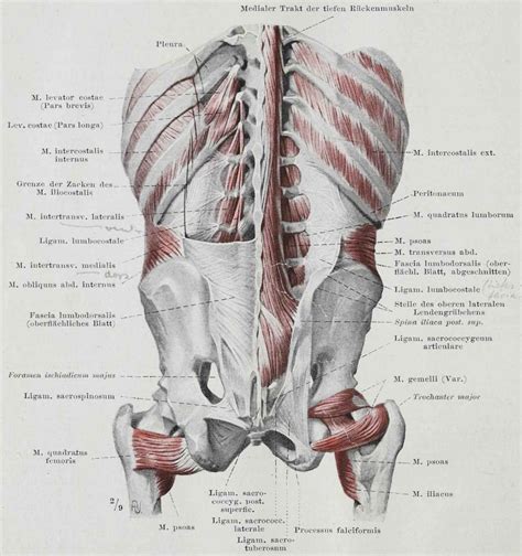How Fascia Works In The Human Body The Pain Relief And Wellness Clinic