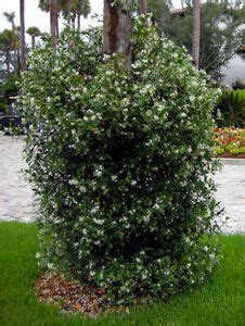 This is fabulous evergreen vine for the warmer zones of the country. Buy Star Jasmine Vine from Ty Ty Nursery | Evergreen vines ...
