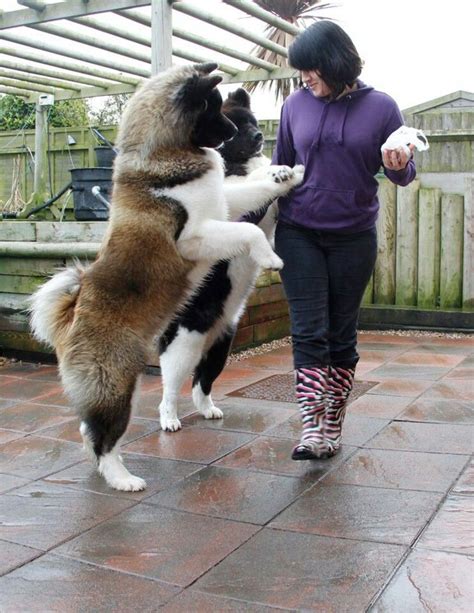 10 Of The Worlds Largest Dog Breeds Dog Breeds Akita Dog Akita