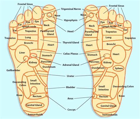 Your Key Pressure Points Acupressure Points Chart Reflexology Foot
