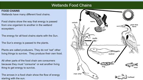2 Wetlands Food Chains Youtube