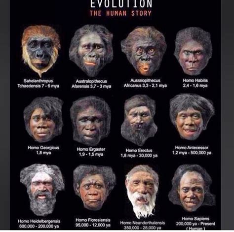 Pin By Dot On Adore Human Evolution Tree Human Evolution Early