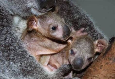 Twin Baby Koala In Pouch Baby Koala Cute Baby Animals Australia Animals
