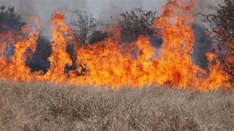 ‘little Arson Grasses Non Native Species Making California Wildfires