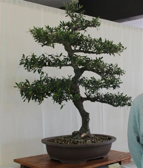 Most Popular Bonsai Trees Bonsai Tree Care Gardenoid