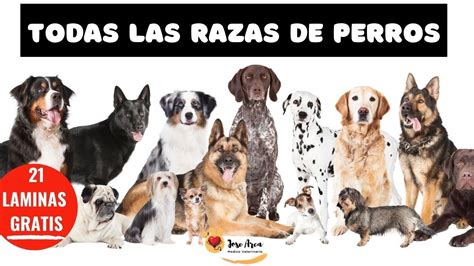 Todas Las Razas De Perros Del Mundo Fotos E Imagenes De Razas De