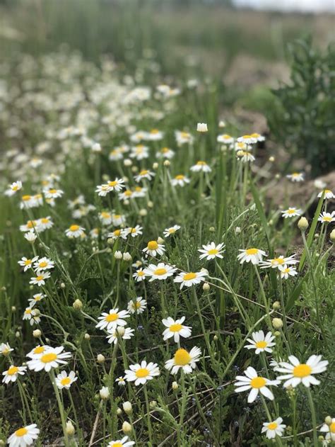 Daisies In The Forest Forest Plants Daisy