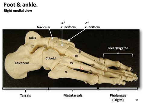 Bones Of The Foot And Ankle Medial View With Labels Appendicular