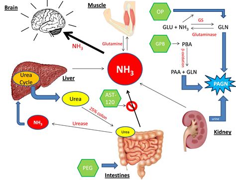 Novel Ammonia Lowering Agents For Hepatic Encephalopathy Clinics In