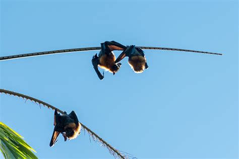 Greyheaded Flying Foxes Hanging In A Tree Australian Native Animal Mega